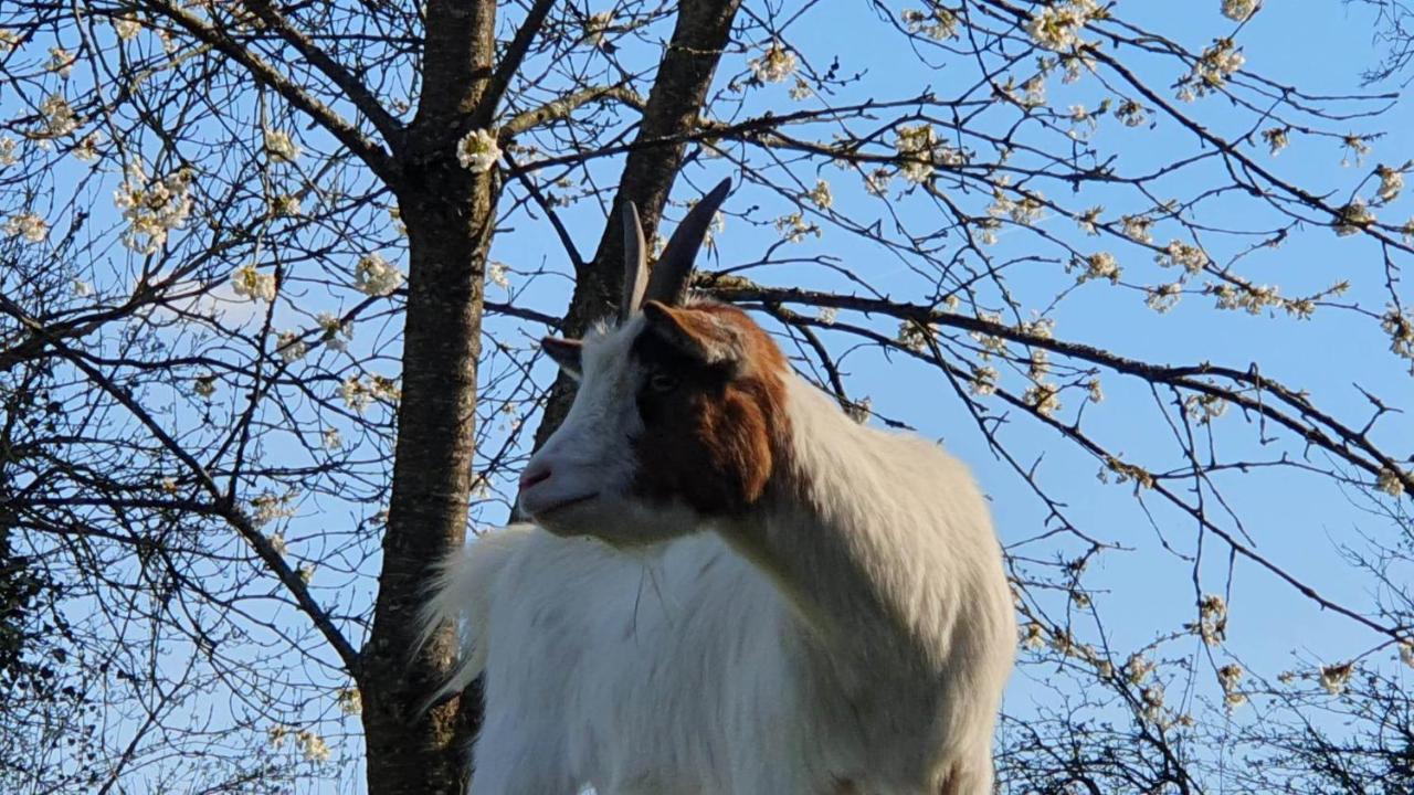 La Fermette Des Ramolleux Villa Crécy-en-Ponthieu Buitenkant foto