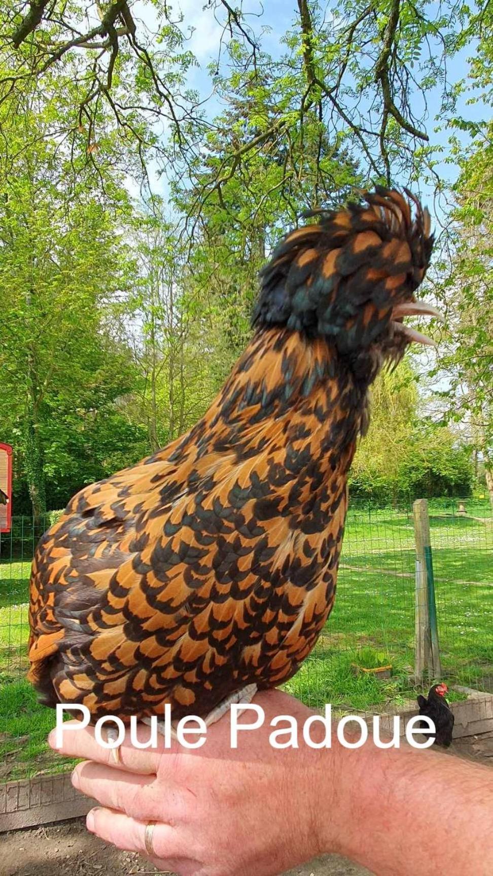 La Fermette Des Ramolleux Villa Crécy-en-Ponthieu Buitenkant foto